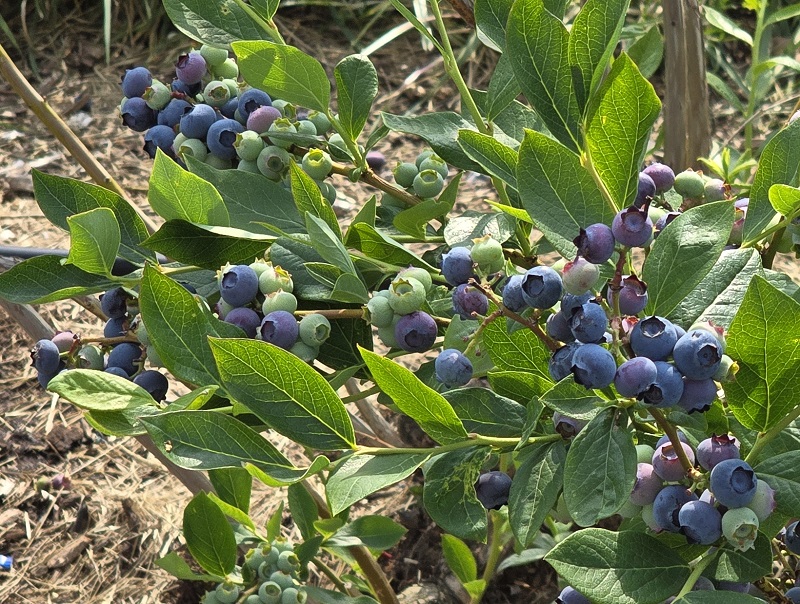 blueberries